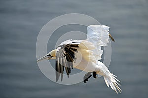 Flying Gannet in Helgoland