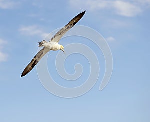 Flying Gannet in Helgoland