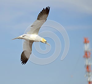 Flying Gannet in Helgoland