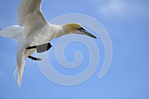 Flying Gannet in Helgoland photo