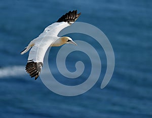 Flying Gannet in Helgoland