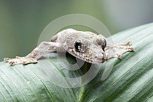 Flying gecko on green leaves