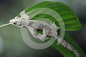 Flying gecko on green leaves