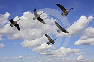 Flying Geese photo
