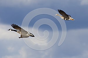 Flying geese