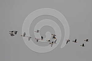 Flying geese on a gray background (natural sky)