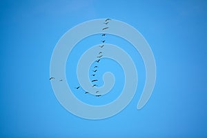 Flying geese in v formation against blue sky