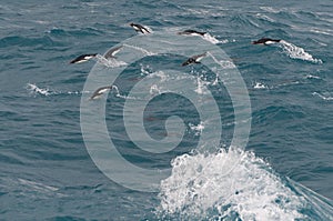 Flying Gentoo Penguins