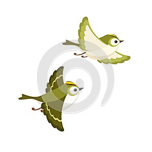 Flying Goldcrest pair the smallest European bird isolated on white background