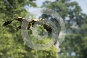 Flying golden eagle