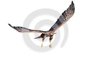 Flying golden eagle, Aquila chrysaetos, isolated on white background. Bird of prey in flight with widely spread wings. Hunter