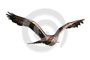 Flying golden eagle Aquila chrysaetos isolated on white background. Bird of prey in flight with widely spread wings. Wildlife