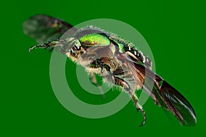 Flying goldsmith beetle isolated on green.