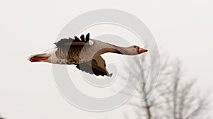 Flying goose