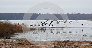 Flying goose bird over flood field, Lithuania