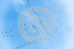 Flying goose, formation flight, migration birds