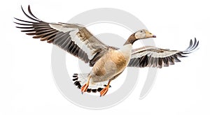 A flying goose isolated on a white