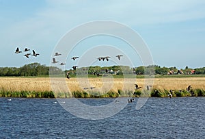 Flying gooses photo
