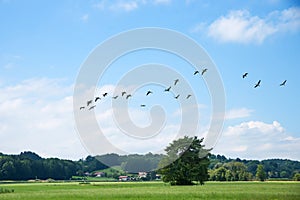 Flying gooses over birds sanctuary