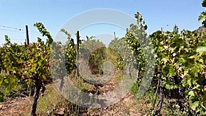 Flying among the grape vines to make wine