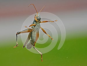 Flying Grasshopper in mid air!!