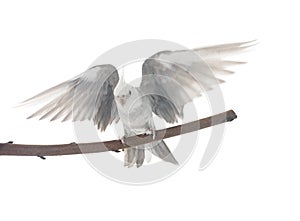 flying gray cockatiel