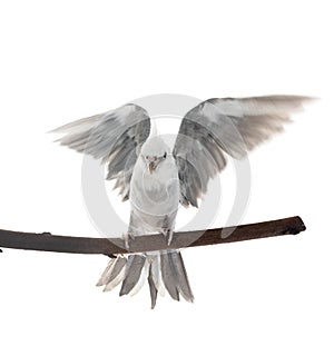 flying gray cockatiel