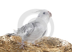 flying gray cockatiel