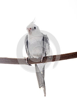 flying gray cockatiel