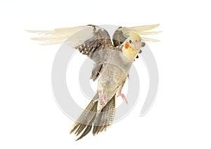 Flying gray cockatiel