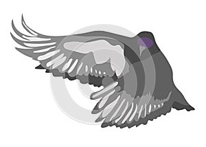 Gray dove flying bird vector illustration isolated on white background