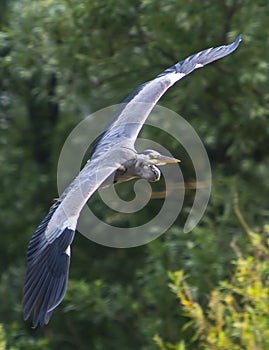 Flying gray Heron with great span of wings