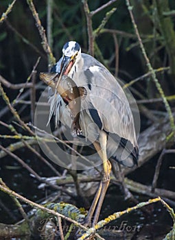 Flying gray Heron with great span of wings