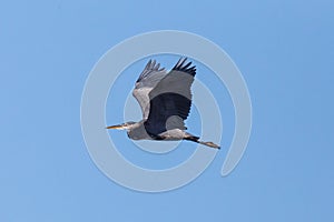 Flying Great Blue Heron
