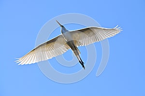 Flying great egret