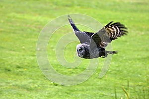 Flying Great gray owl