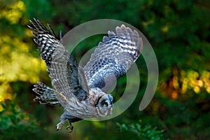 Flying Great Grey Owl, Strix nebulosa, above green spruce tree with orange dark forest background. Wildlife in Sweden. Bird in fly photo