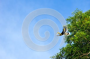 Flying Great hornbill