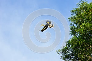 Flying Great hornbill