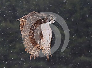 Flying Great Horned Owl