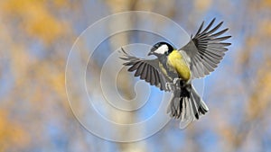 Flying Great Tit in bright autumn day