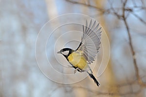 Flying Great Tit in bright autumn day