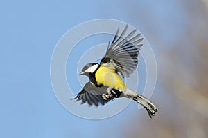 Flying Great Tit in bright autumn day