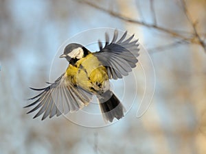 Flying Great Tit in bright autumn day