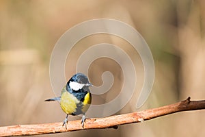 Flying Great Tit or Parus major photo