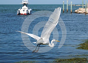 Flying Great White Egret With The Harbor Of Marathon Key Florida In The Background photo