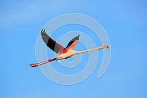 Flying Greater Flamingo, Phoenicopterus ruber, pink big bird with clear blue sky, Camargue, France