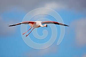 Flying Greater Flamingo, Phoenicopterus ruber, pink big bird with clear blue sky, Camargue, France. Flamingo in fly. Pink bird on