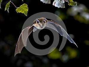 Flying Greater horseshoe bat in forest photo