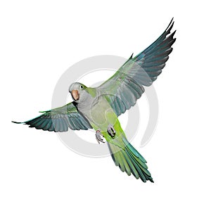 Flying green quaker parrot